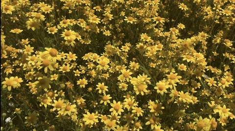 angellcakezz photo 1