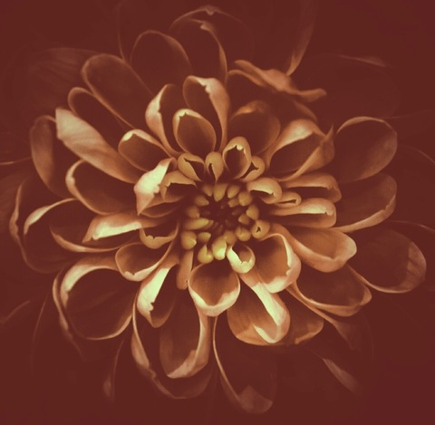 dahliaxquartz photo 1